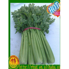 fresh vegetables fresh celery